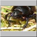 Anoplotrupes stercorosus - Mistkaefer 01c - Sandgrube Niedringhaussee.jpg